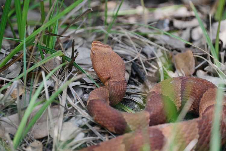 copperhead snake fangs