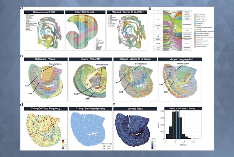 Computer renderings of multiple layers of cell tissue in different colors